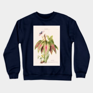 Caladium Bicolor - Flore d’Amérique - Botanical Illustration Crewneck Sweatshirt